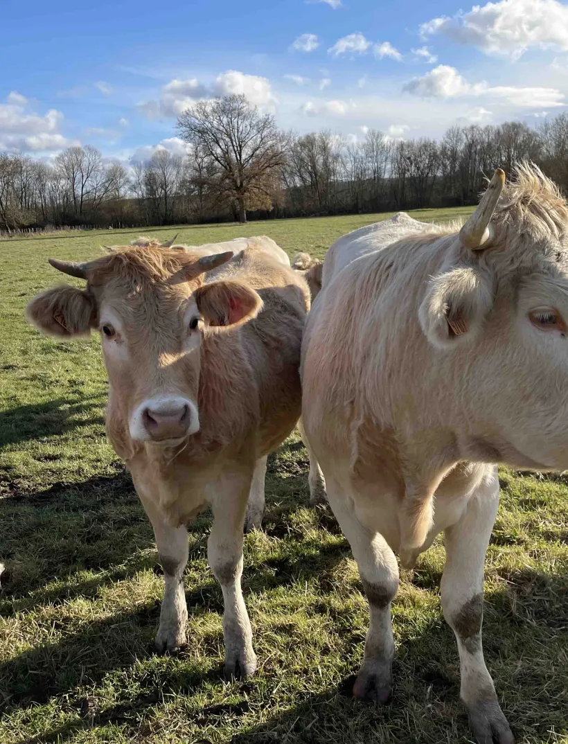Gaec Allard Vente De Viande De La Ferme Chinon Vente De Viande De La Ferme A Rivarennes