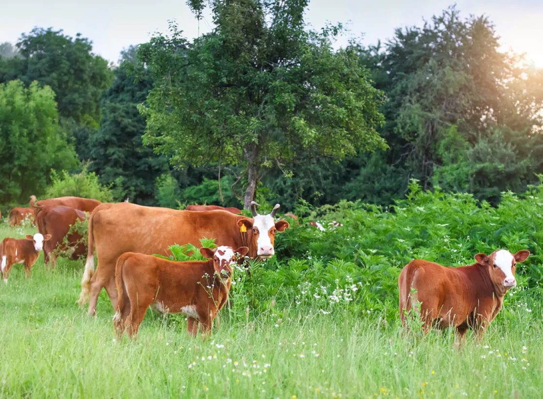 Gaec Allard Vente De Viande De La Ferme Chinon Boeuf Et Veau Disponibles